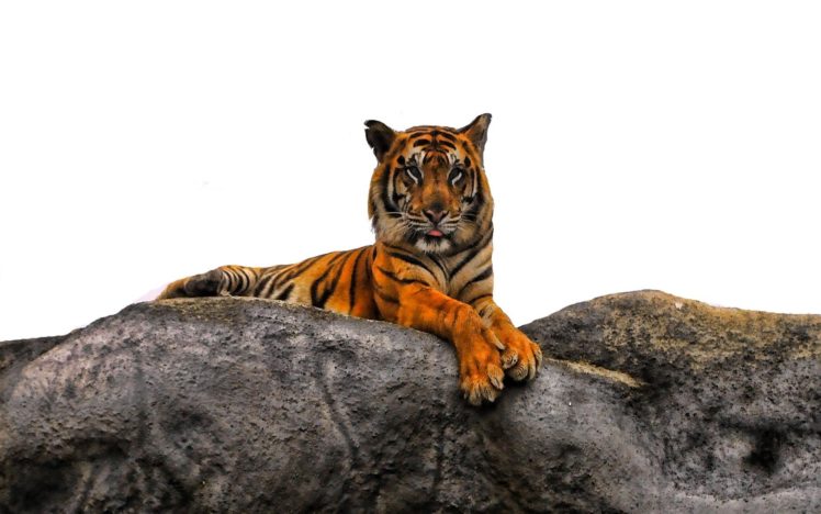 animals, Tigers, Majestic, Photo, Manipulation HD Wallpaper Desktop Background