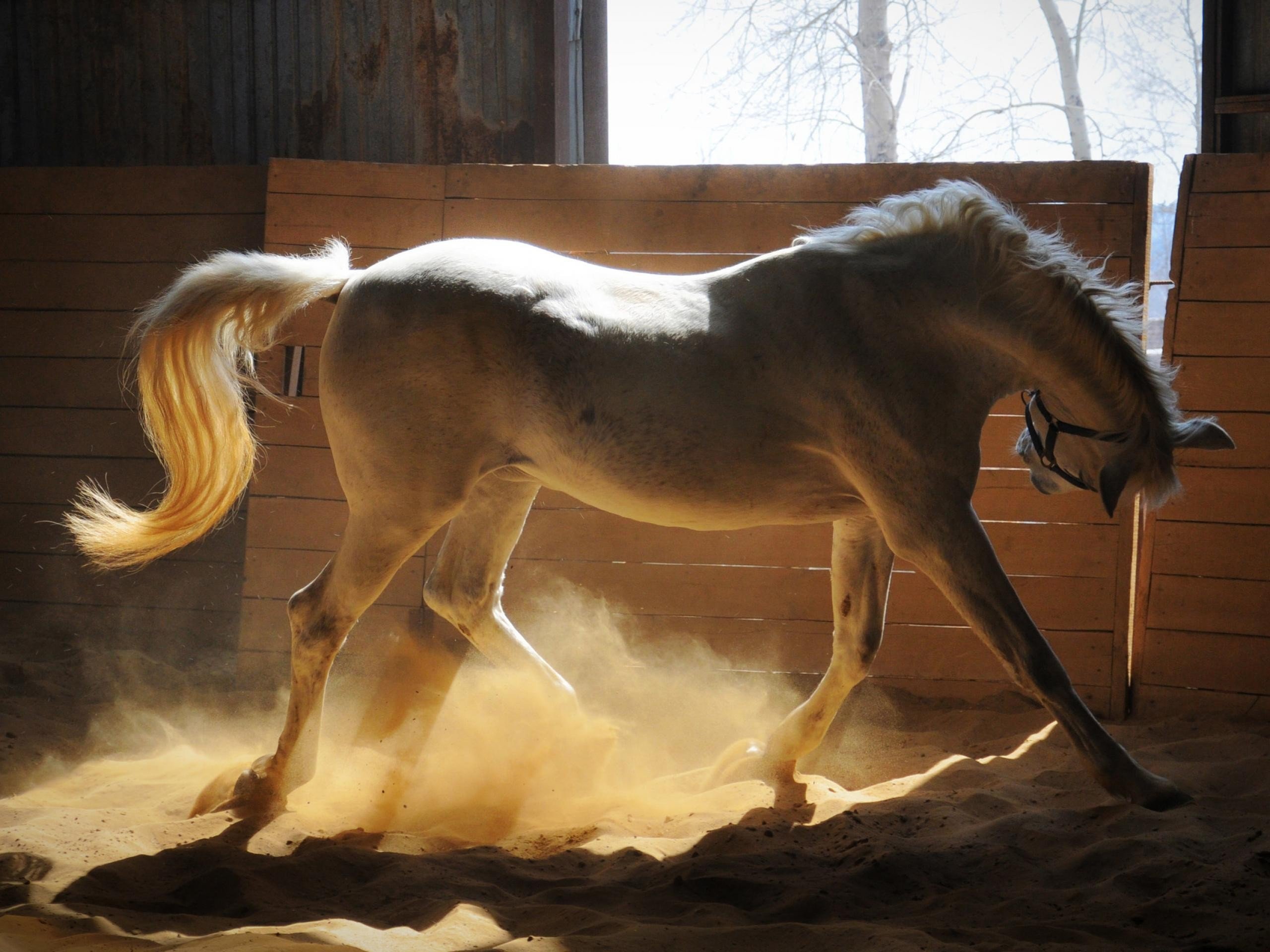 horses Wallpaper