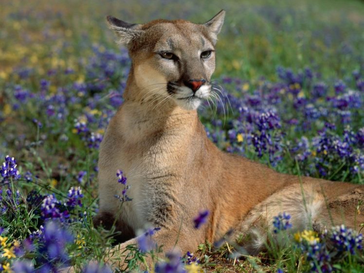 nature, Animals, Puma HD Wallpaper Desktop Background