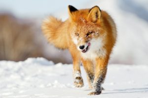 animals, Fox, Canines, Red, Winter, Snow, Seasons, Fur