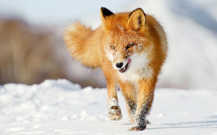 animals, Fox, Canines, Red, Winter, Snow, Seasons, Fur HD Wallpaper Desktop Background