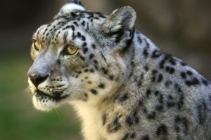 animals, Wildlife, Snow, Leopards
