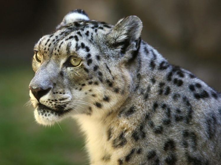 animals, Wildlife, Snow, Leopards HD Wallpaper Desktop Background