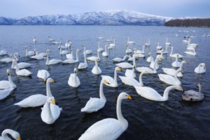 a, Flock, Of, Swans