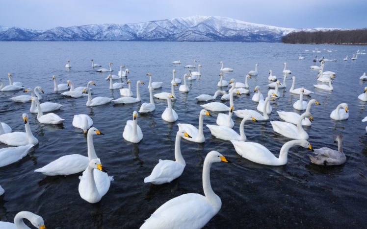 a, Flock, Of, Swans HD Wallpaper Desktop Background