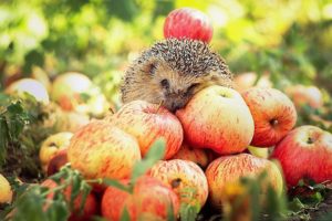 animals, Wildlife, Hedgehogs, Apples