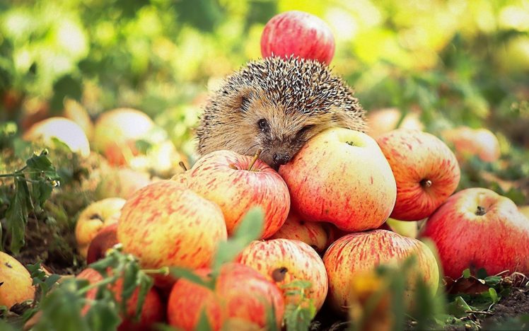animals, Wildlife, Hedgehogs, Apples HD Wallpaper Desktop Background