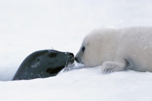 snow, White, Seals, Animals, Canada, Mother, Harp