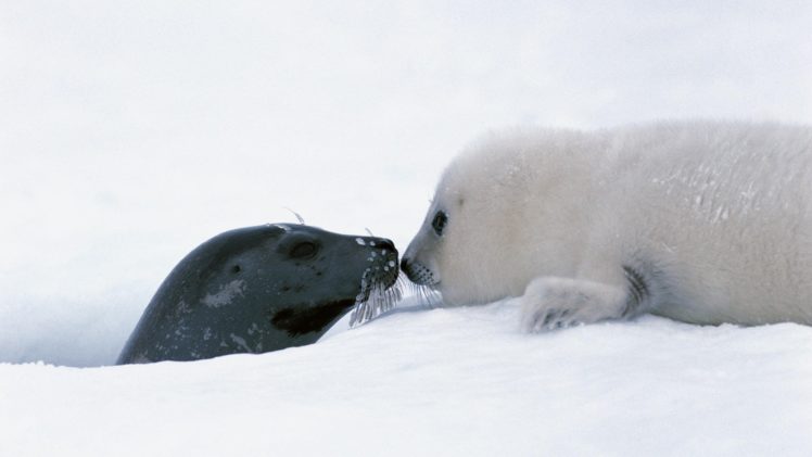 snow, White, Seals, Animals, Canada, Mother, Harp HD Wallpaper Desktop Background