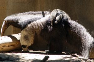 animals, Anteater