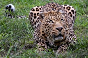 animals, Outdoors, Leopards