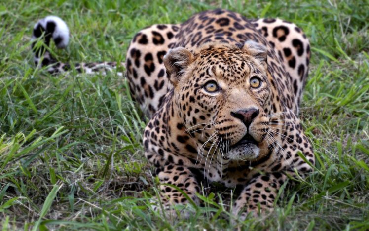 animals, Outdoors, Leopards HD Wallpaper Desktop Background