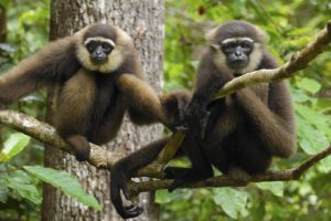 animals, Indonesia, National, Park, Gibbons