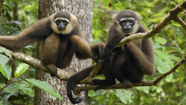 animals, Indonesia, National, Park, Gibbons HD Wallpaper Desktop Background