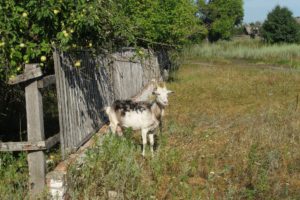 animals, Goats, Wooden, Fence