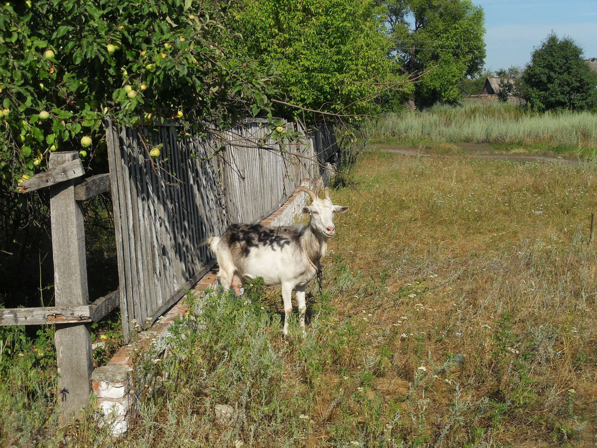 animals, Goats, Wooden, Fence Wallpaper