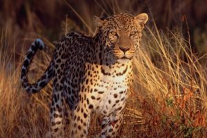 animals, Feline, Leopards