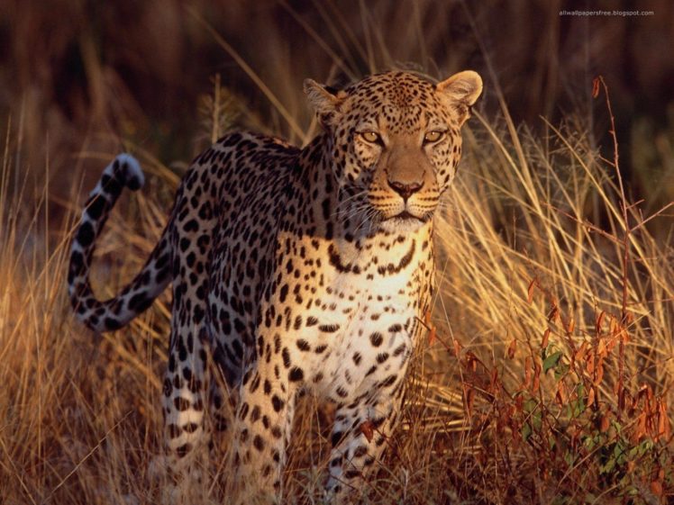 animals, Feline, Leopards HD Wallpaper Desktop Background