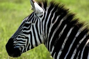 nature, Animals, Zebras
