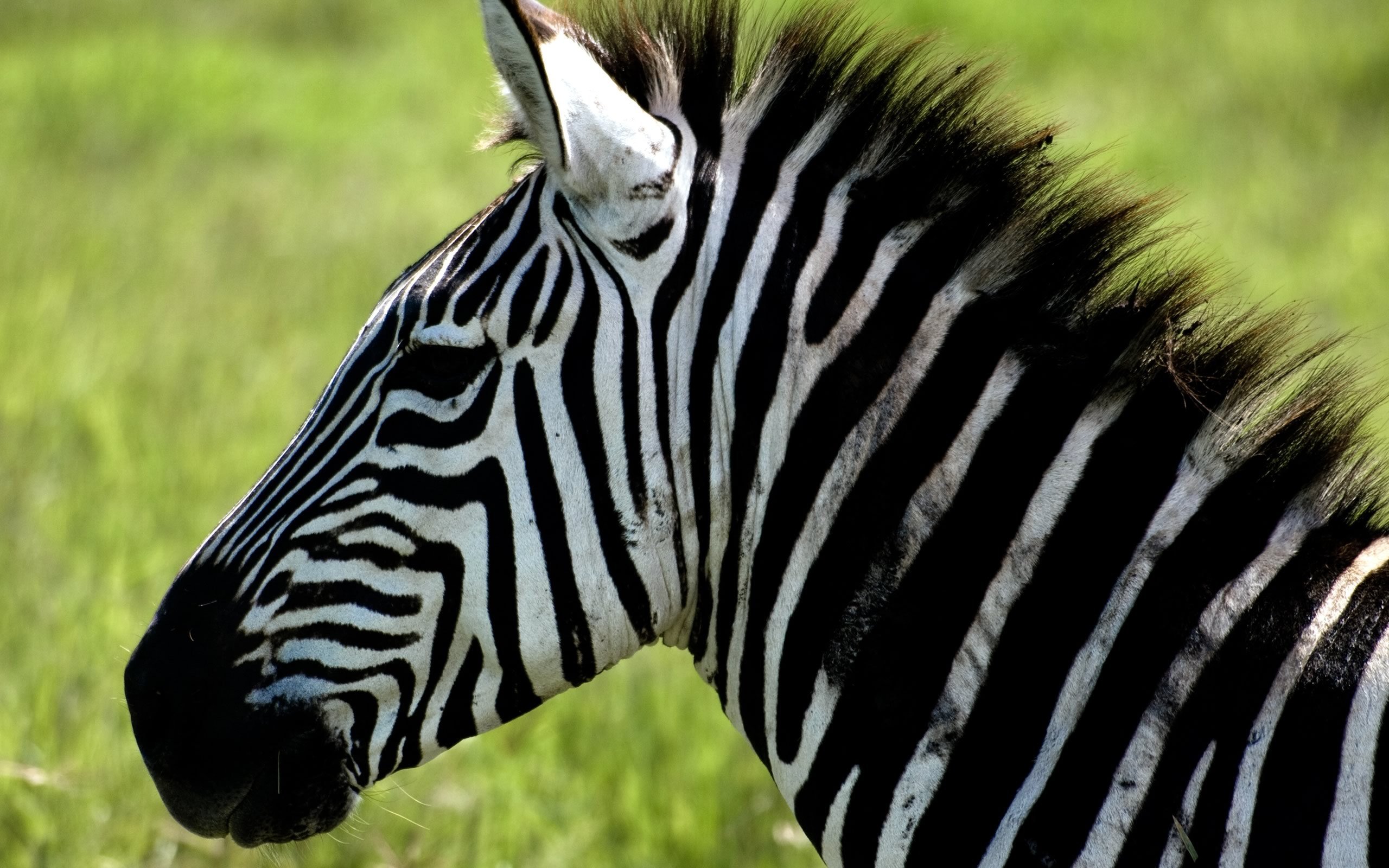nature, Animals, Zebras Wallpaper