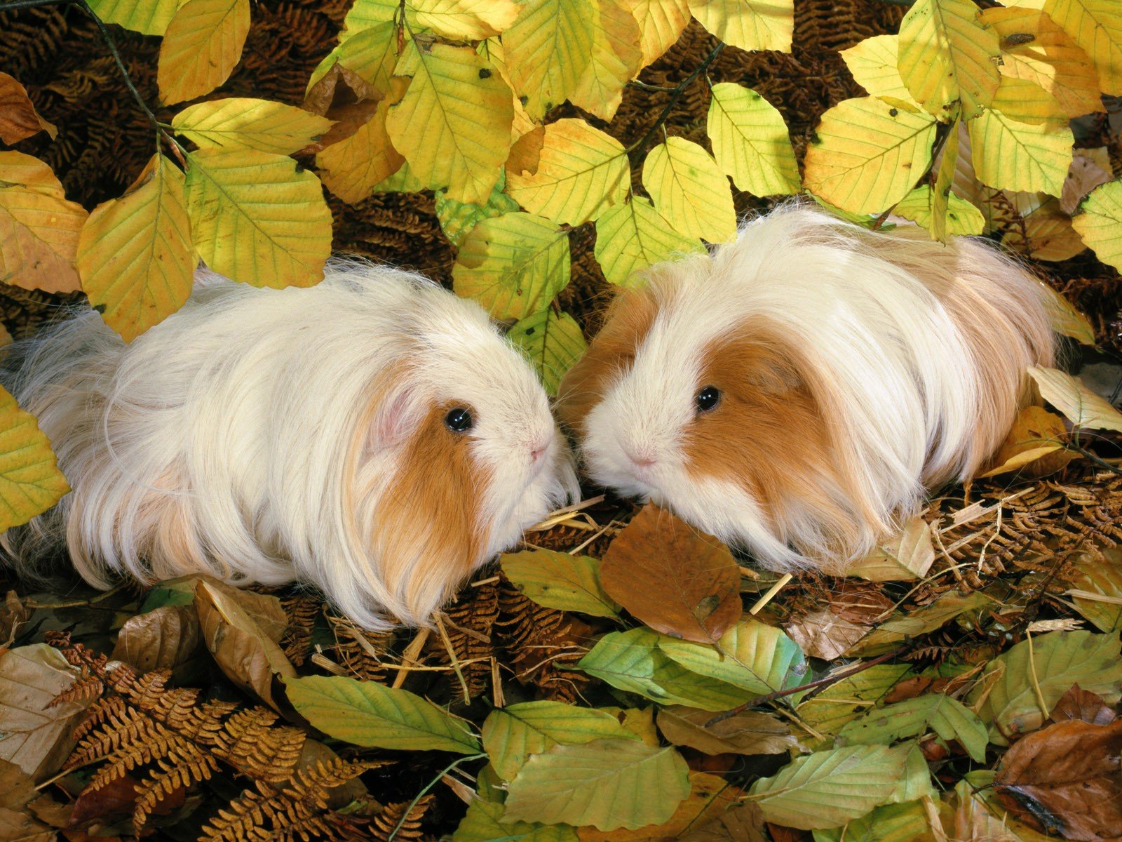 animals Wallpaper