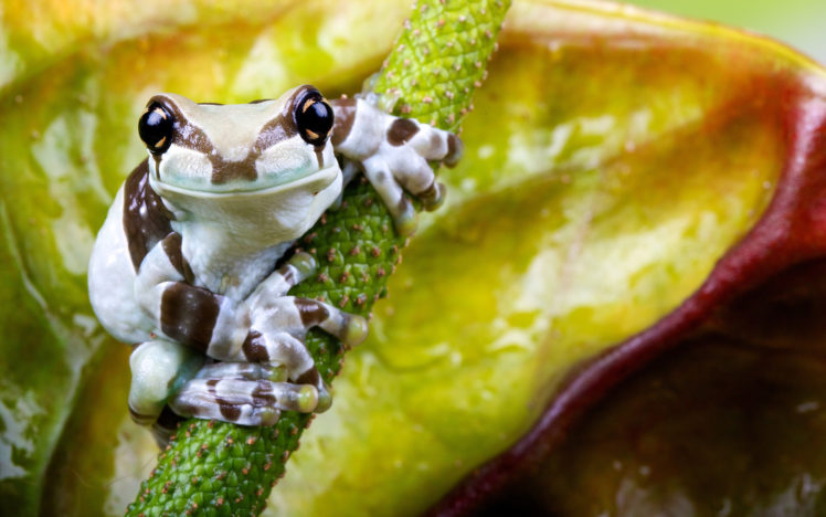 amphibians, Frog, Animals, Tropical, Face, Eyes, Stare, Plants, Jungle HD Wallpaper Desktop Background