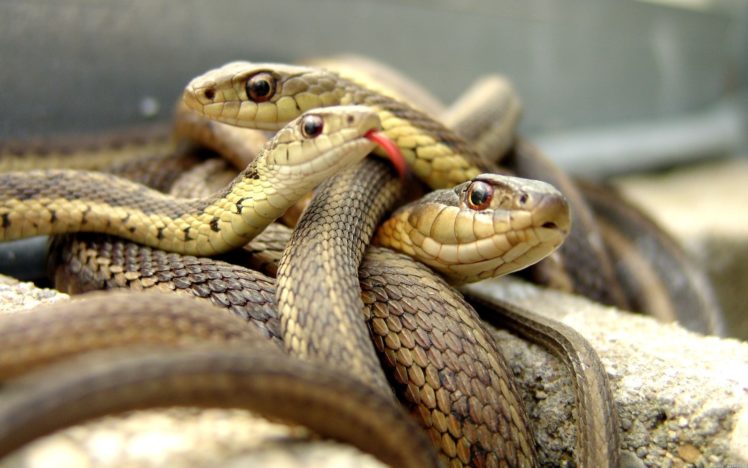 animals, Snakes, Reptiles, Eyes, Face, Aquarium HD Wallpaper Desktop Background