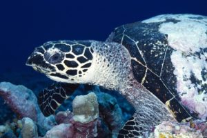 animals, Retiles, Turtle, Sea, Ocean, Underwater, Swim, Float, Reef, Coral, Tropical, Eyes, Life, Shell
