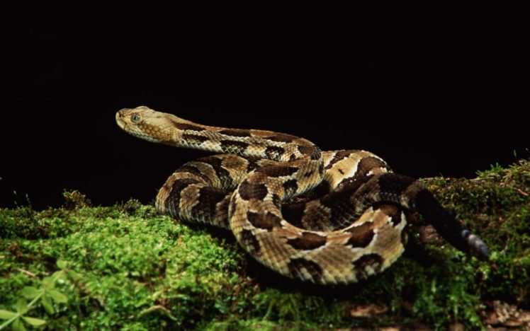 animals, Snakes, Reptiles HD Wallpaper Desktop Background