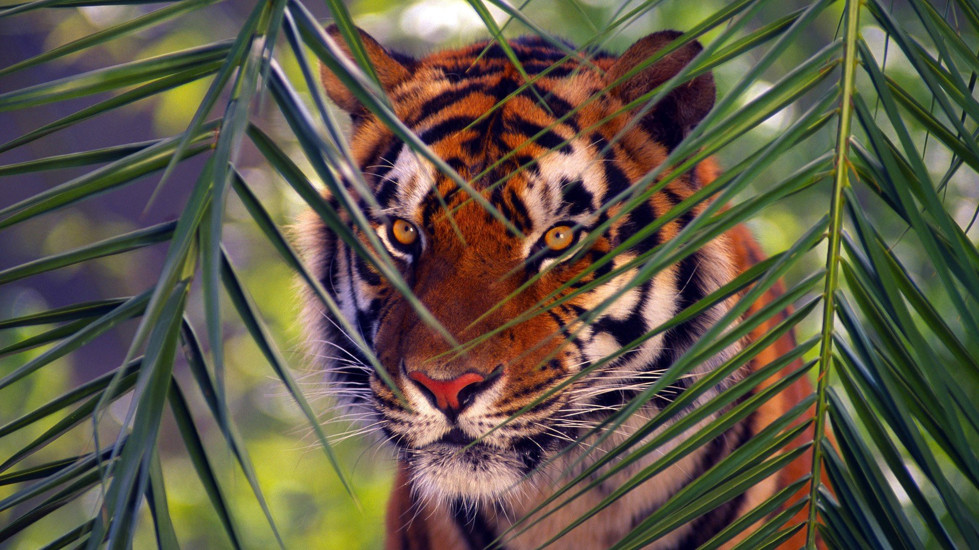 nature, Animals, Tigers Wallpaper