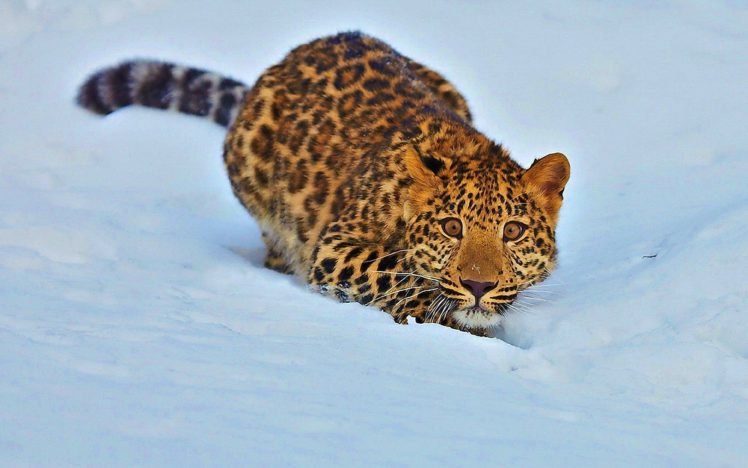 snow, Animals, Leopards HD Wallpaper Desktop Background