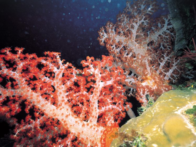 corals HD Wallpaper Desktop Background