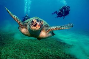 ocean, Animals, Diver, Turtles