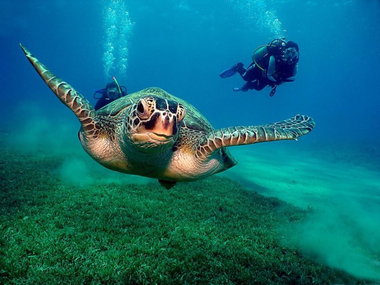 ocean, Animals, Diver, Turtles HD Wallpaper Desktop Background