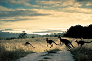 kangaroo, Marsupial, Macropodidae, Animals, Australia, Outback, Roads, Track, Trail, Street, Nature, Landscapes, Fields, Grass, Hills, Scenic, View, Fog, Mist, Clouds, Mountains, Sky, Clouds