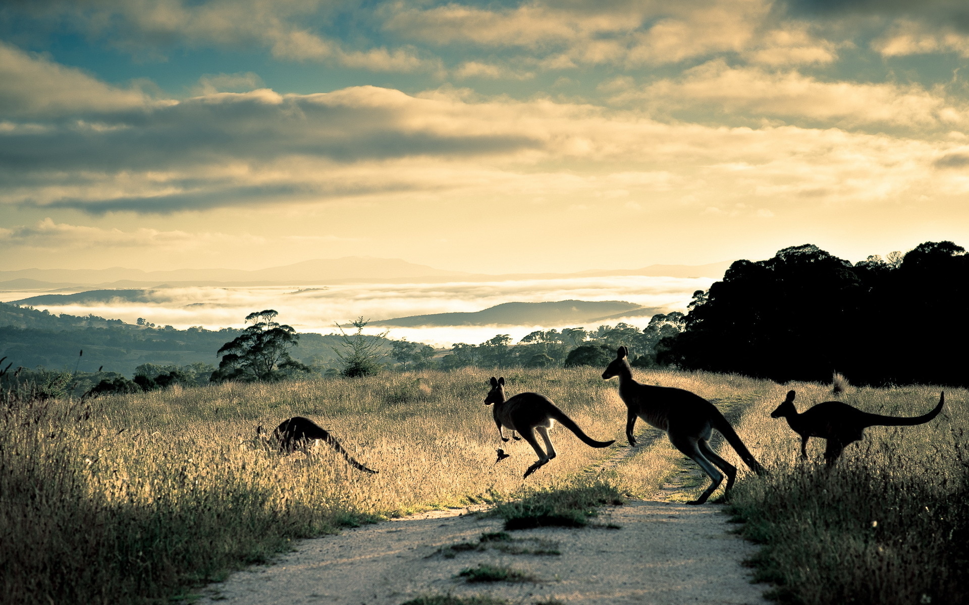kangaroo, Marsupial, Macropodidae, Animals, Australia, Outback, Roads, Track, Trail, Street, Nature, Landscapes, Fields, Grass, Hills, Scenic, View, Fog, Mist, Clouds, Mountains, Sky, Clouds Wallpaper