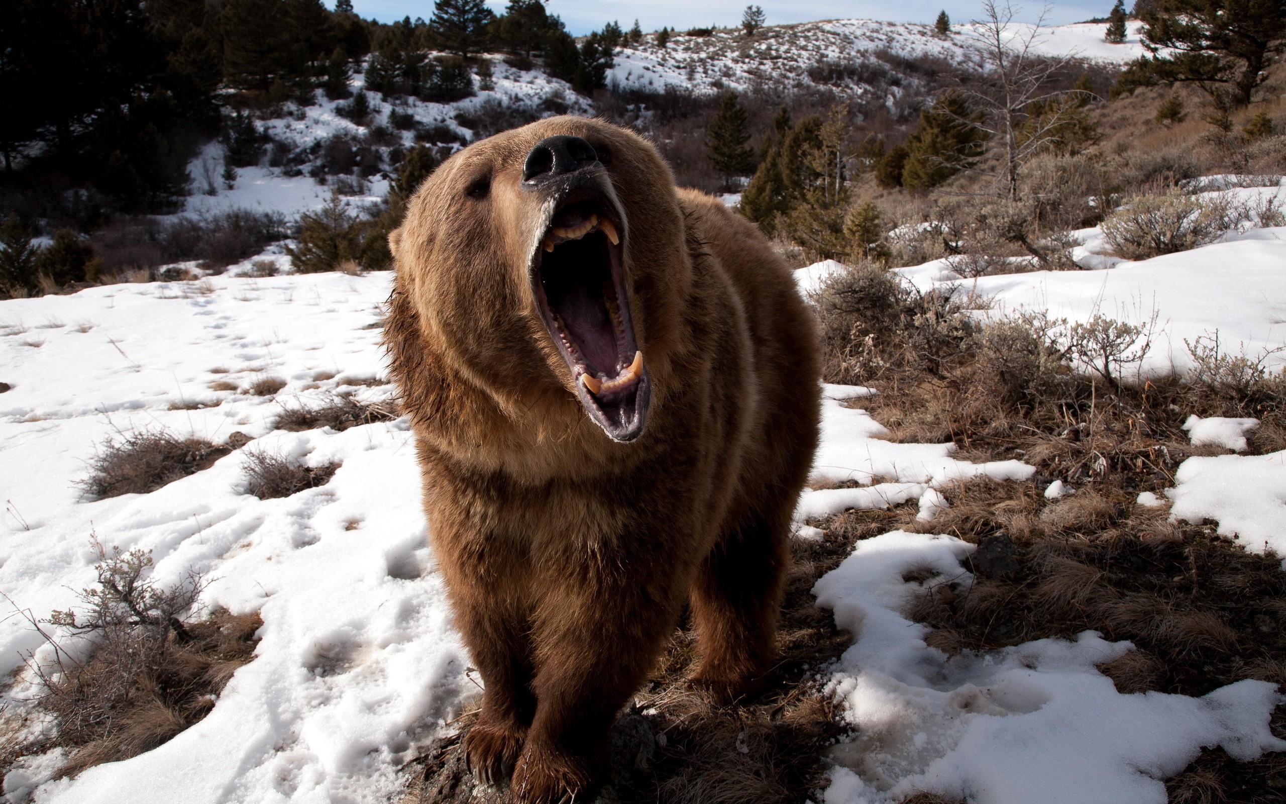 angry, Bear Wallpaper