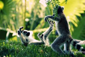 ring, Tailed, Lemur, Primate, Madagascar, Tails, Rings, Stripes, Play, Cute, Wildlife, Grass, Trees, Forest, Jungle, Plants, Fur