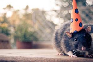 mouse, With, A, Party, Hat