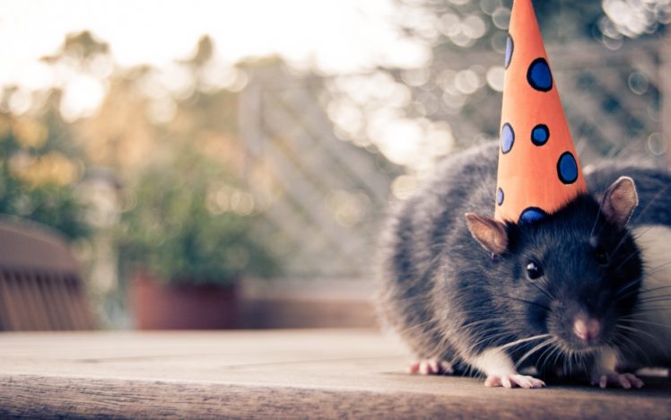 mouse, With, A, Party, Hat HD Wallpaper Desktop Background