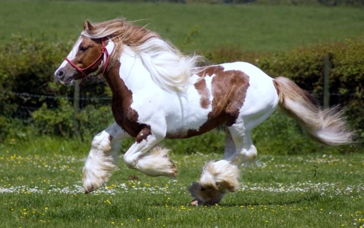 animals, Horses, Grass, Pasture, Fields HD Wallpaper Desktop Background