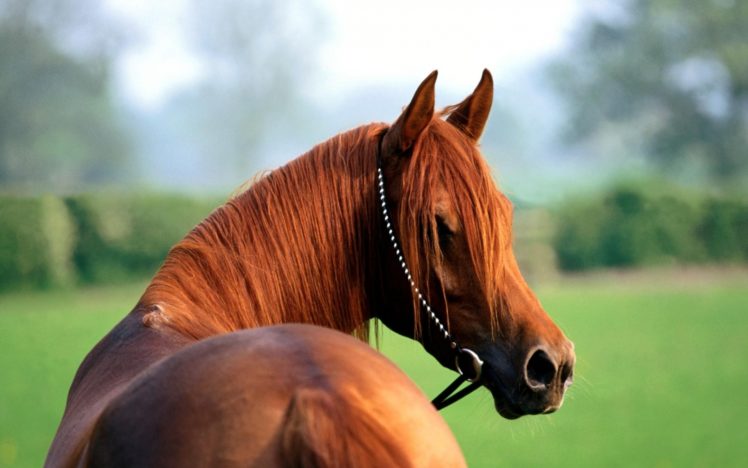 animals, Horses, Pov, Brown HD Wallpaper Desktop Background