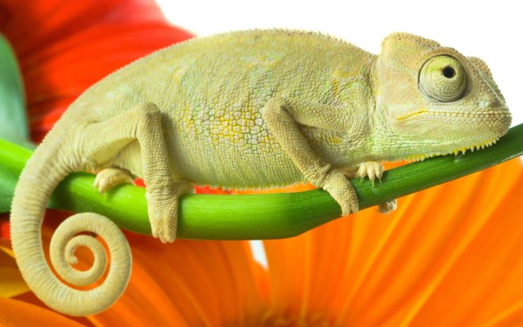 animals, Chameleons HD Wallpaper Desktop Background