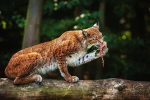nature, Animals, Lynx, Feline, Eating
