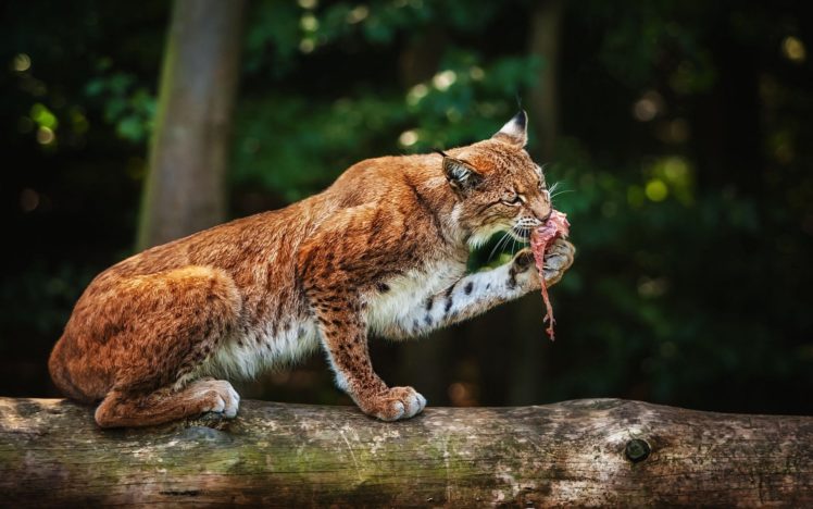 nature, Animals, Lynx, Feline, Eating HD Wallpaper Desktop Background