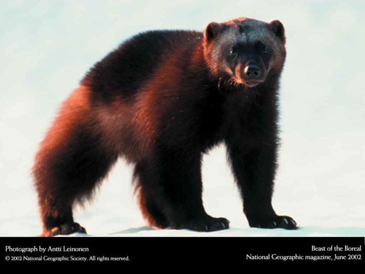 animals, National, Geographic HD Wallpaper Desktop Background