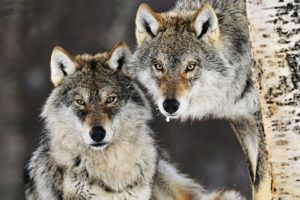animals, Norway, Gray, Wolf, Wolves