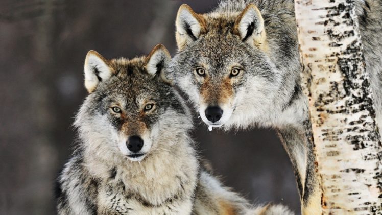 animals, Norway, Gray, Wolf, Wolves HD Wallpaper Desktop Background