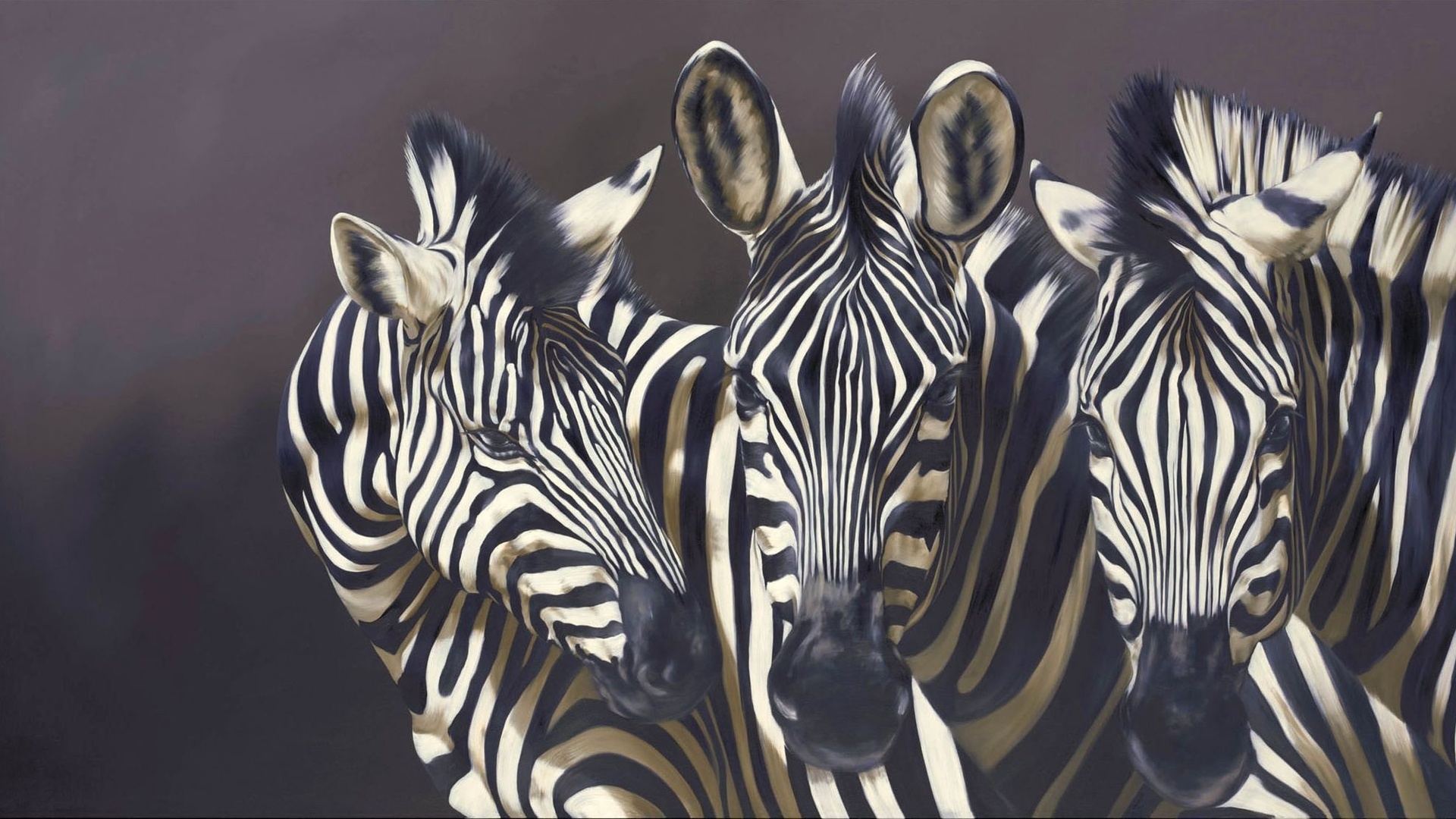 animals, Zebra, Stripes, Wildlife, Pattern, Contrast, Face, Eyes, Pov Wallpaper