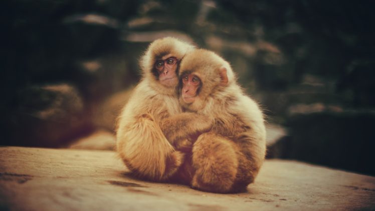 animals, Monkeys, Cute HD Wallpaper Desktop Background